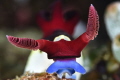   Nembrotha chamberlaini  